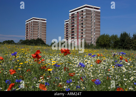 Cornfield di estivo annuale di fiori selvatici che crescono in aree urbane, Old ruvida, Kirby, Knowsley, Liverpool, Merseyside, Regno Unito Foto Stock