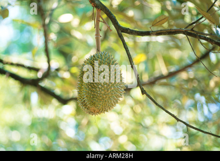 Durian, Malaysia Foto Stock