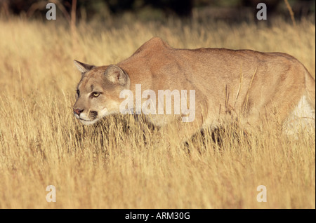 Mountain lion stalking, Colorado, Stati Uniti d'America, America del Nord Foto Stock