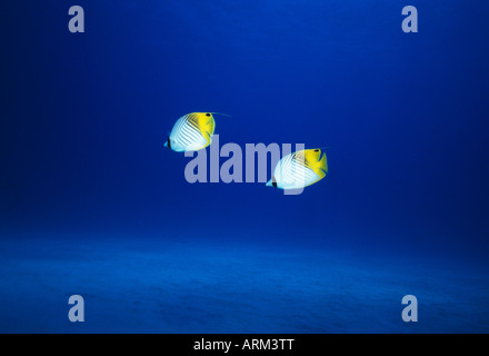 Threadfin butterflyfish (Chaetodon auriga), Okinawa, in Giappone Foto Stock