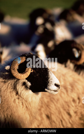 Swaledale pecore, Croglin, Pennines, Cumbria, Inghilterra, Uninted Unito, Europa Foto Stock