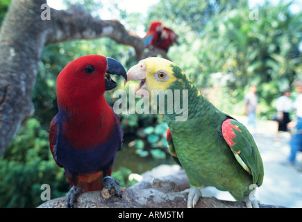 Pappagalli, Singapore Foto Stock