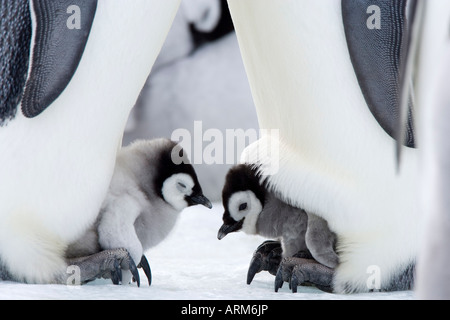 Pinguino imperatore pulcini (Aptenodytes forsteri), Snow Hill Island, Mare di Weddell, Antartide, regioni polari Foto Stock