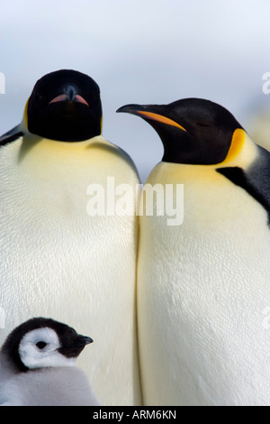 Pinguini imperatore (Aptenodytes forsteri), Snow Hill Island, Mare di Weddell, Antartide, regioni polari Foto Stock