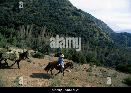 Uomo a cavallo con Donkey e fieno, nei pressi di Las Condes, Sanatuario de la Naturaleza, nella periferia di Santiago del Cile Foto Stock