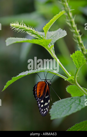 Un monarca Danaus plexippus butterfly prende il coperchio dalla pioggia sotto una foglia Foto Stock