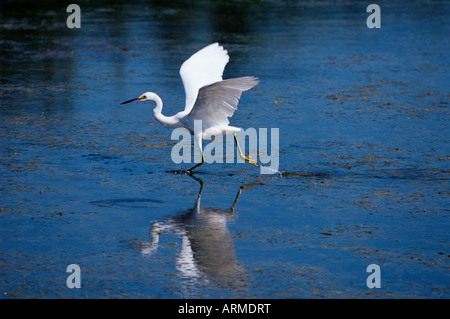 Immaturo piccolo airone cenerino (Egretta caerulea), Everglades National Park, Florida, Stati Uniti d'America, America del Nord Foto Stock