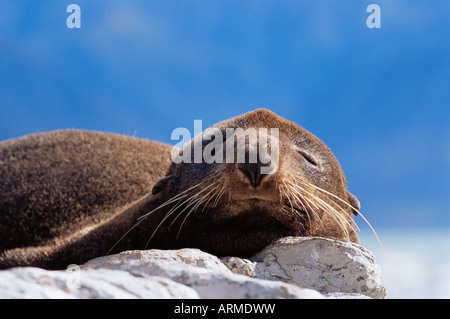 Nuova Zelanda pelliccia sigillo (Arctocephalus fosteri), Kaikoura, South Island, in Nuova Zelanda, Pacific Foto Stock