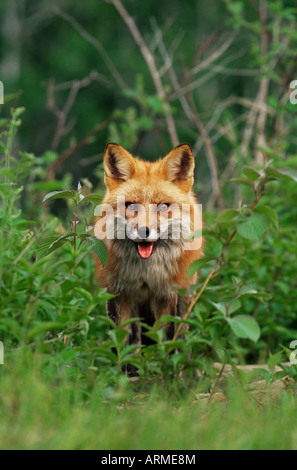 Red Fox (Vulpes vulpes fulva), in cattività, arenaria, Minnesota, Stati Uniti d'America, America del Nord Foto Stock