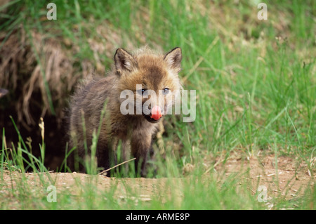 Red Fox kit (Vulpes vulpes fulva), 47 giorni, in cattività, arenaria, Minnesota, Stati Uniti d'America, America del Nord Foto Stock