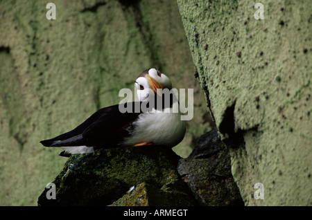 Cornuto puffin (Fratercula corniculata), Isola di San Giorgio, Isole Pribilof, Alaska, Stati Uniti d'America, America del Nord Foto Stock