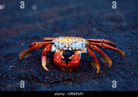 Sally lightfoot crab (Grapsus grapsus), Fernandina Island, Isole Galapagos, Ecuador, Sud America Foto Stock