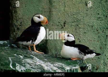 Cornuto puffin (Fratercula corniculata), Isola di San Giorgio, Isole Pribolof, Alaska, Stati Uniti d'America, America del Nord Foto Stock