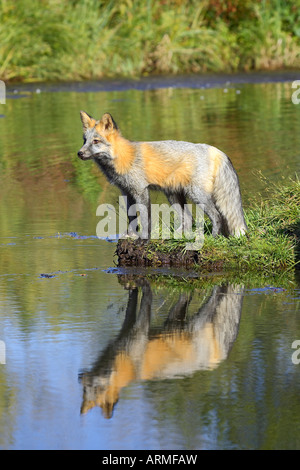 Fase incrociata red fox a bordo delle acque con la riflessione, Minnesota Wildlife Connessione, arenaria, Minnesota, Stati Uniti d'America Foto Stock
