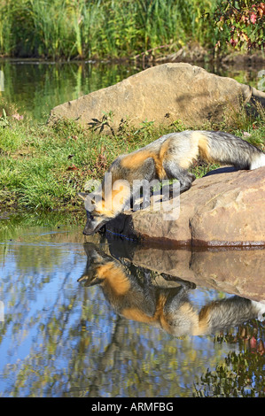 Fase incrociata red fox bere acque a bordo con la riflessione, Minnesota Wildlife Connessione, arenaria, Minnesota, Stati Uniti d'America Foto Stock