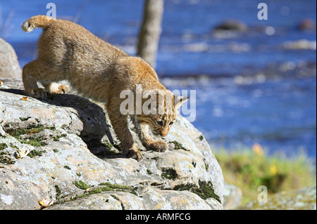 Giovani bobcat (Lynx rufus) in cattività, Minnesota Wildlife Connessione, arenaria, Minnesota, USA, America del Nord Foto Stock