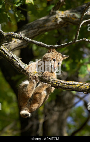 Giovani bobcat (Lynx rufus) appesi su un ramo, Minnesota Wildlife Connessione, arenaria, Minnesota, USA, America del Nord Foto Stock