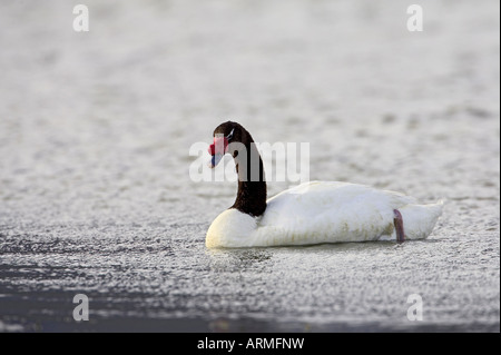 Nero a collo di cigno (Cygnus melancoryphus) nuoto, Torres del Paine, Cile, Sud America Foto Stock