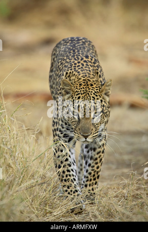 Leopard (Panthera pardus) camminare dritto verso la fotocamera, Samburu riserva nazionale, Kenya, Africa orientale, Africa Foto Stock