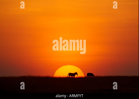 Tramonto dietro un comune stagliano zebra, il Masai Mara Game Reserve, Kenya, Africa orientale, Africa Foto Stock