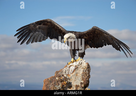 Aquila calva (Haliaeetus leucocephalus) arroccato con ali spiegate, Contea di Boulder, Colorado, Stati Uniti d'America, America del Nord Foto Stock