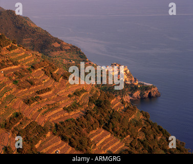 Villaggio di Manarola e vigneti terrazzati al tramonto, le Cinque Terre, Sito Patrimonio Mondiale dell'UNESCO, Liguria, Italia, Europa Foto Stock