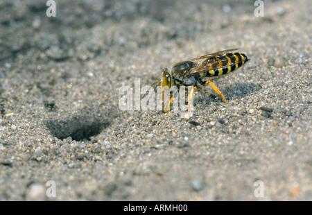Rostrate bembix wasp (Bembix rostrata, Epibembix rostrata), scavando tubo di allevamento, Germania, il Land Brandeburgo Foto Stock