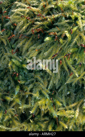 Moss ordinaria (Brachythecium rutabulum), impianti con sporophytes, Germania, il Land Brandeburgo Foto Stock