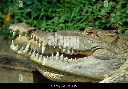 Coccodrillo americano (Crocodylus acutus), ritratto Foto Stock