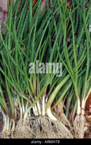 Erba cipollina, sabbia porri (Allium schoenoprasum), piante con radici Foto Stock