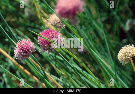 Erba cipollina, sabbia porri (Allium schoenoprasum), fiorisce Foto Stock