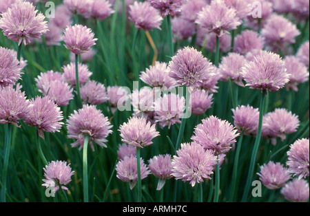 Erba cipollina, sabbia porri (Allium schoenoprasum), fiorisce Foto Stock