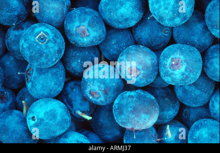 Il mirtillo nana, mirtillo, huckleberry, bassa billberry (Vaccinium myrtillus), frutti maturi, Russia siberiano, Malkatschan Foto Stock