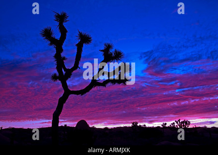 Joshua tree al tramonto, Jumbo area Rocks, Joshua Tree National Park, California, Stati Uniti d'America, America del Nord Foto Stock