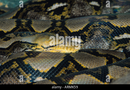 Pitone reticolato (diamond python/Java rock python) (Python reticulatus), ritratto Foto Stock