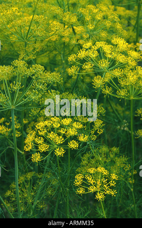 L'aneto (Anethum graveolens var. hortorum), infiorescenze Foto Stock