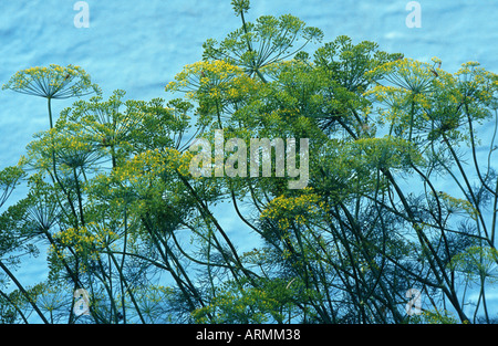 L'aneto (Anethum graveolens var. hortorum), infiorescenze Foto Stock