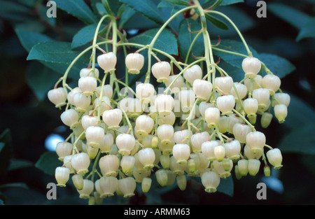 Killarney corbezzolo (Arbutus unedo), infiorescenza Foto Stock