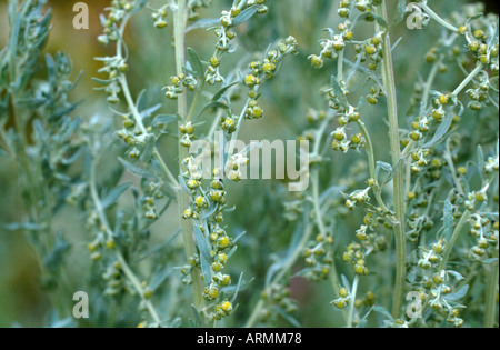 Comune di assenzio, absinth assenzio, assenzio sagewort (Artemisia absinthium), fioritura Foto Stock