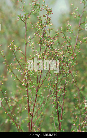 Campo southernwood (Artemisia campestris), fioritura Foto Stock