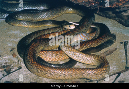 Taipan (Oxyuranus scutellatus, Oxyuranus scutulatus) Foto Stock