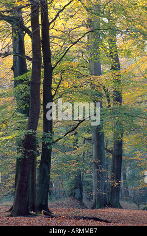 Comune di faggio (Fagus sylvatica), la foresta di faggio in autunno, Germania Foto Stock