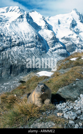 Alpine marmotta (Marmota marmota), sbadigli, con la Strada alpina del Grossglockner gamma in background, Austria Foto Stock