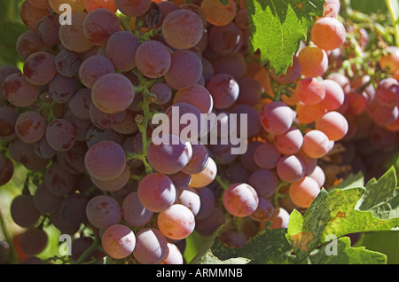 Fiamma uva sulla vite centrale di San Joaquin Valley Ca USA Foto Stock