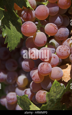 Fiamma uva sulla vite centrale di San Joaquin Valley Ca USA Foto Stock