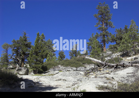 Sentiero escursionistico attraverso le alte Sierras, California, a est di Sacramento Foto Stock