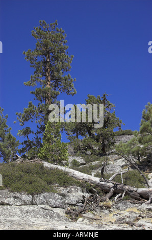 Sentiero escursionistico attraverso le alte Sierras, California, a est di Sacramento Foto Stock