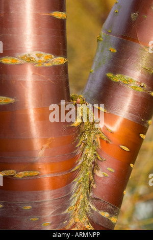 Prunus serrula ^corteccia Foto Stock