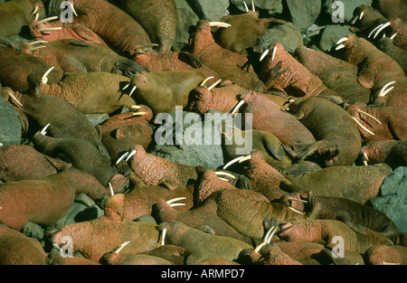 Tricheco (Odobenus rosmarus), i tori di allevamento, USA, Alaska Foto Stock