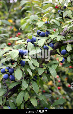 PRUNUS spinosa. Prugnolo. Foto Stock